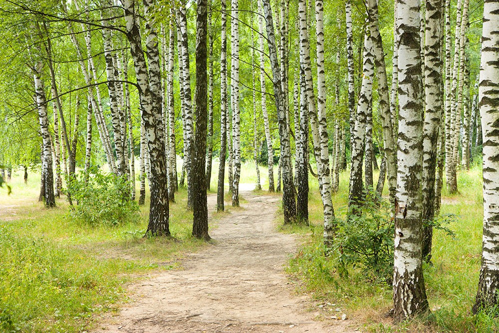 Ścieżka w lesie brzozowym